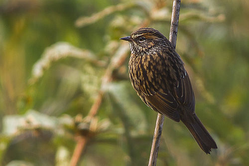 Rufous-breasted accentor